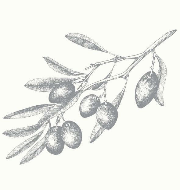 オリーブ種子